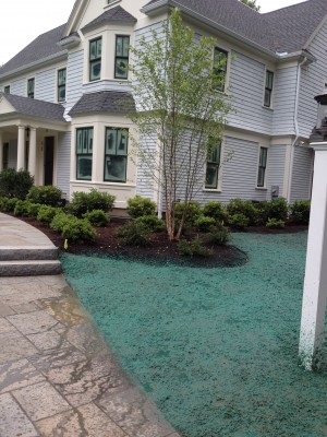 Hydroseeding versus Sod